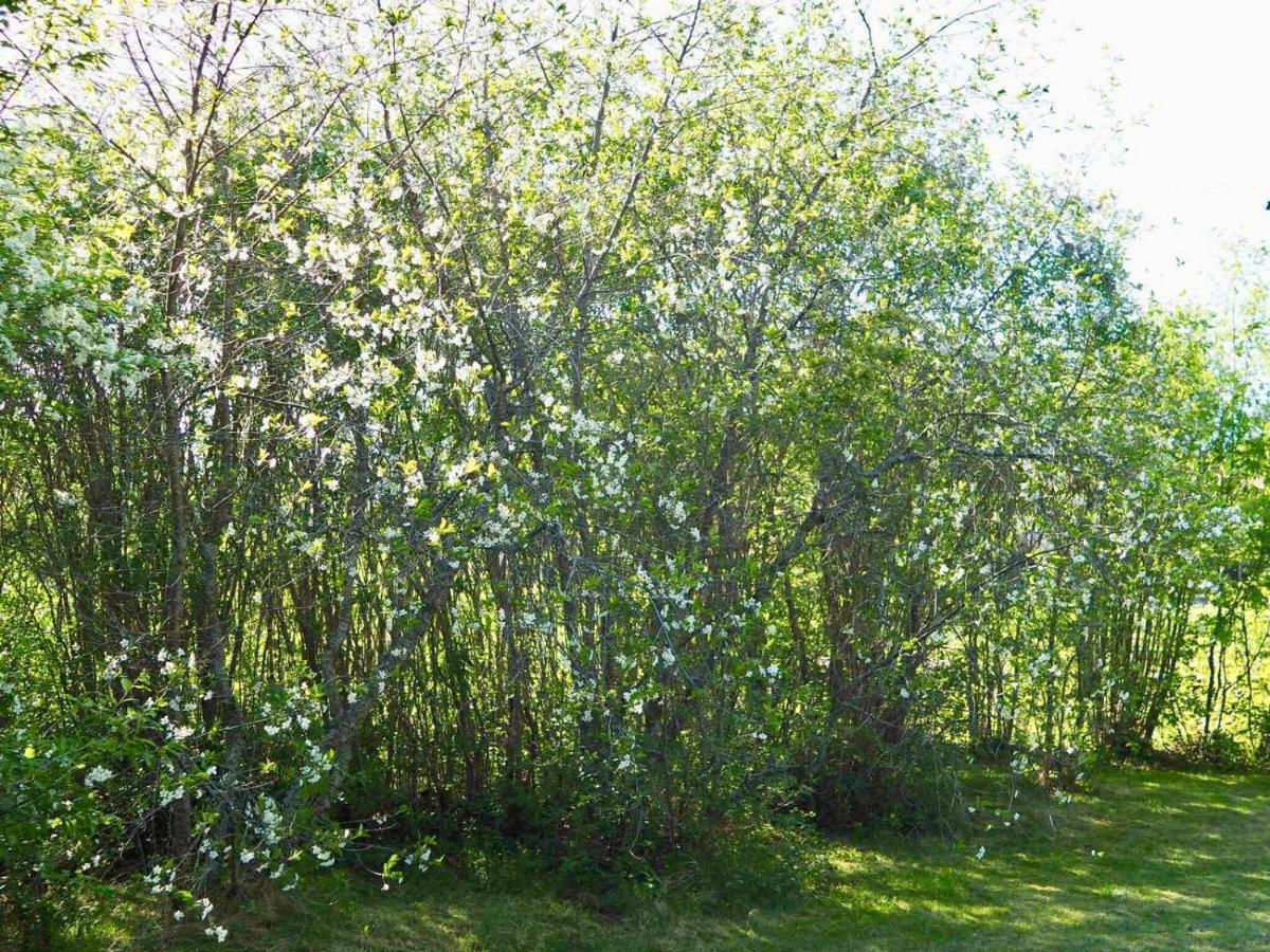 Villa Orsastuguthyrning-Kyrkbyn Esterno foto